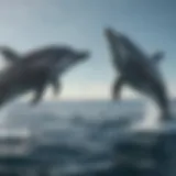 Bottlenose dolphins swimming in their natural habitat