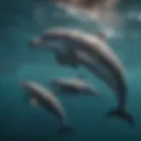 Bottlenose dolphins swimming gracefully in the ocean