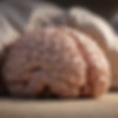Illustration of the brain during different sleep stages