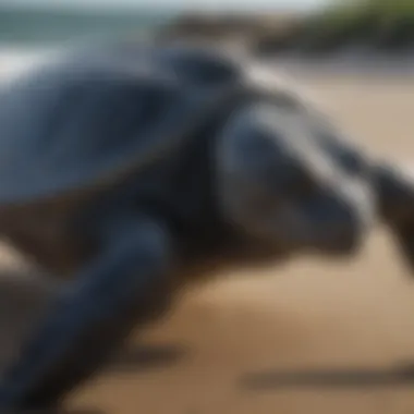 Diagram showcasing the unique biological traits of the leatherback sea turtle