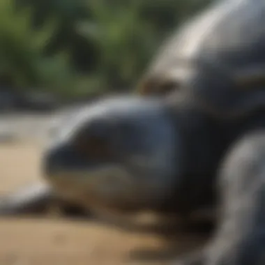 Conservation Status and Threats to Leatherback Sea Turtles Chart highlighting the conservation status and threats faced by leatherback sea turtles
