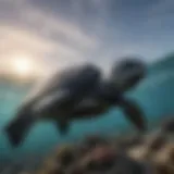 Illustration of a leatherback sea turtle swimming gracefully through the ocean