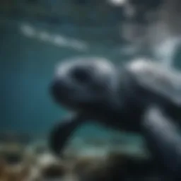 Leatherback turtle swimming in ocean