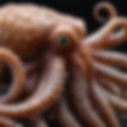 A close-up view of an octopus showcasing its unique features and textures.