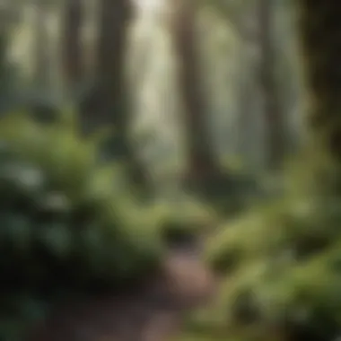 Lush native flora of New Zealand in a forest