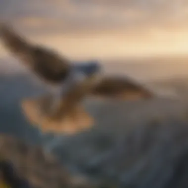 An aerial view of peregrine falcons in flight, showcasing their dynamic behavior