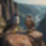 A pair of peregrine falcons perched on a cliff during courtship rituals