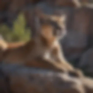 A mountain lion resting on a rocky ledge, surveying its territory.