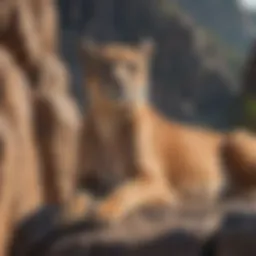 A majestic puma resting on a rocky ledge in its natural habitat.