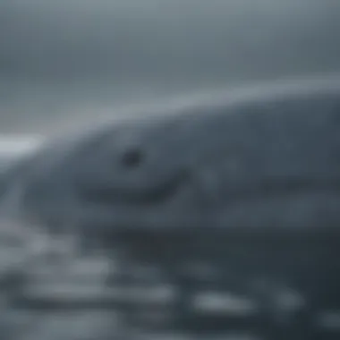 Conservation efforts to protect blue whales and their ecosystems