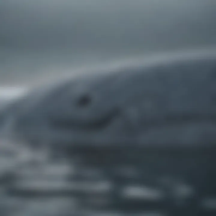 Conservation efforts to protect blue whales and their ecosystems