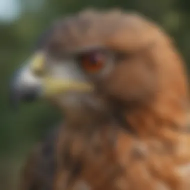 Close-up of a red-tailed hawk's head, highlighting its keen eyes and sharp beak.