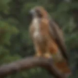 A red-tailed hawk perched majestically on a tree branch, showcasing its distinctive plumage.
