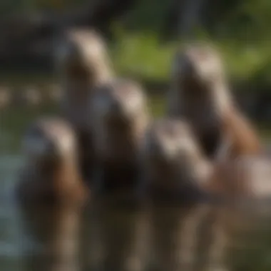 A group of river otters playing together in a lake, demonstrating social behavior.