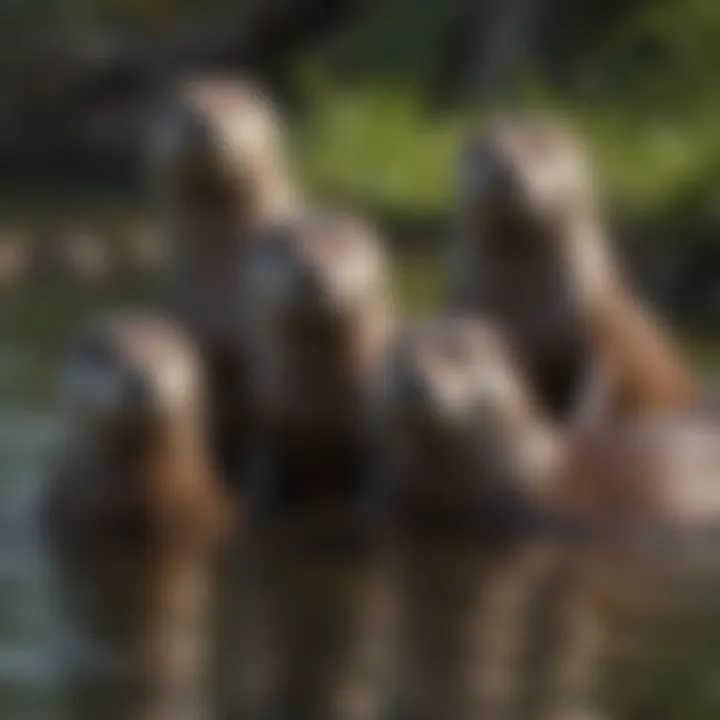 A group of river otters playing together in a lake, demonstrating social behavior.