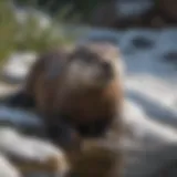 A river otter sliding down a snowy bank into the water.