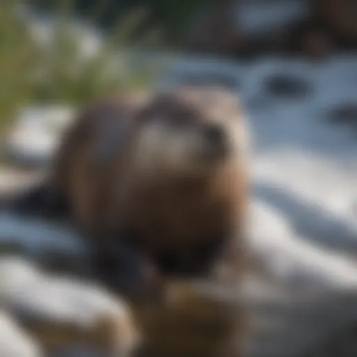 A river otter sliding down a snowy bank into the water.