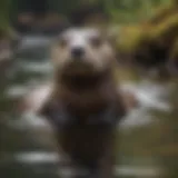 A river otter swimming gracefully in a clear stream, showcasing its streamlined body.