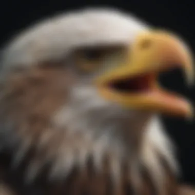 The Powerful Beak of a Bald Eagle Close-up of a bald eagle showcasing its powerful beak