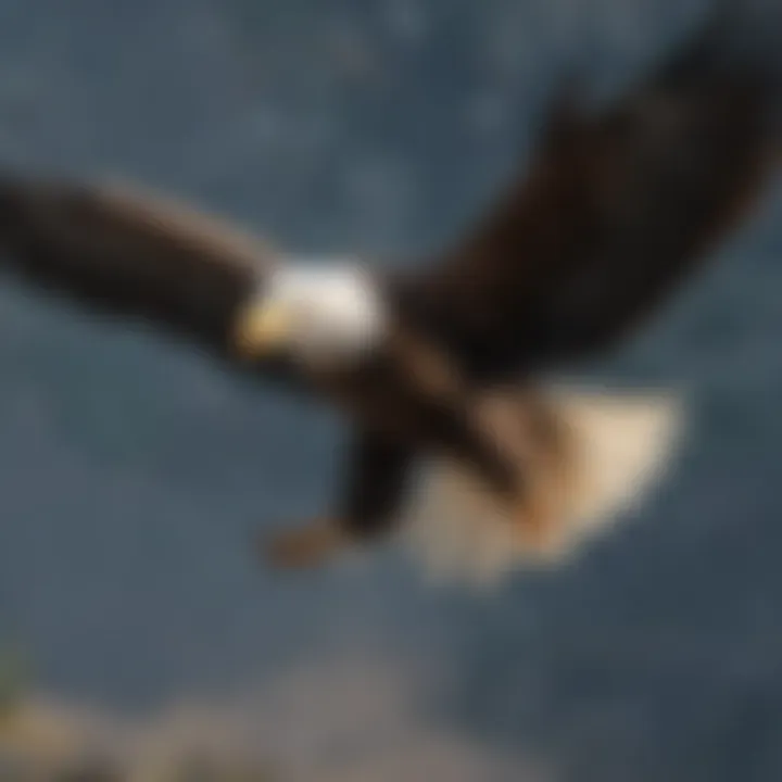 Majestic Bald Eagle in Flight Bald eagle soaring majestically in the sky
