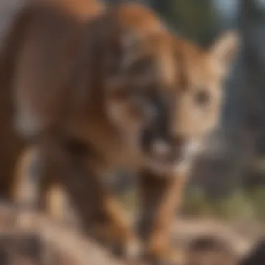 Agility in the Wild: Mountain Lion in Action A mountain lion in its natural habitat showcasing its agility.