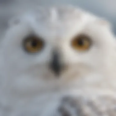 Close-up of a snowy owl's distinctive feathers and eyes, emphasizing its unique features.
