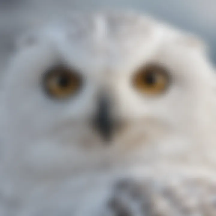 Close-up of a snowy owl's distinctive feathers and eyes, emphasizing its unique features.