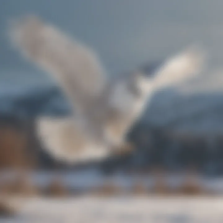 A snowy owl in flight against a backdrop of a winter landscape, highlighting its graceful size.