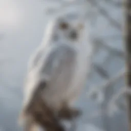 A majestic snowy owl perched on a snowy branch, showcasing its impressive wingspan.