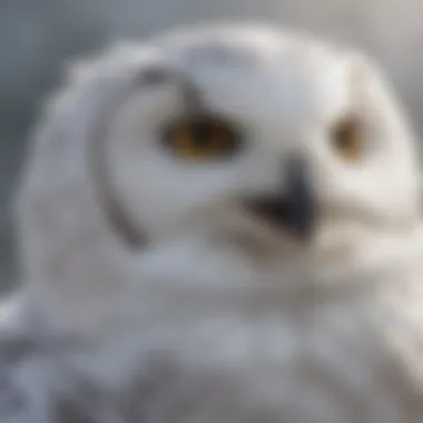 Comparison of snowy owl size with a common bird species, illustrating their dimensions.