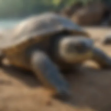Dynamic Environment: Influences on Sea Turtle Sleep A vibrant depiction of ocean currents and environmental factors affecting sea turtle sleep patterns.
