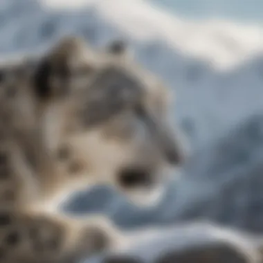 Snow leopard with a snowy mountain backdrop