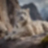 Snow leopard resting on a rocky ledge