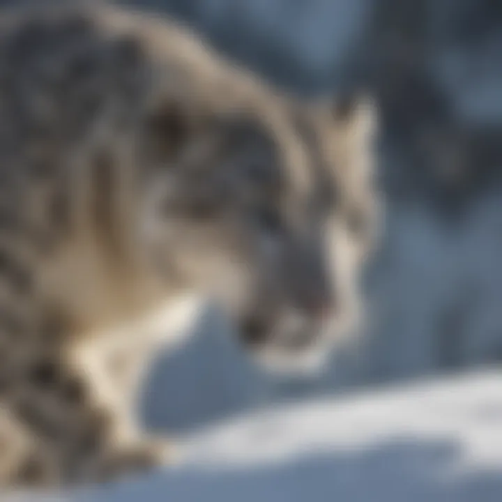 Snow leopard stalking its prey