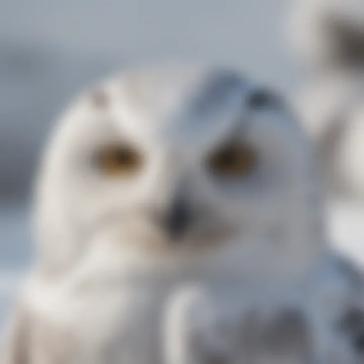 Snowy owl blending into a snowy environment