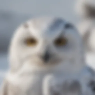 Perfect Camouflage of the Snowy Owl Snowy owl blending into a snowy environment
