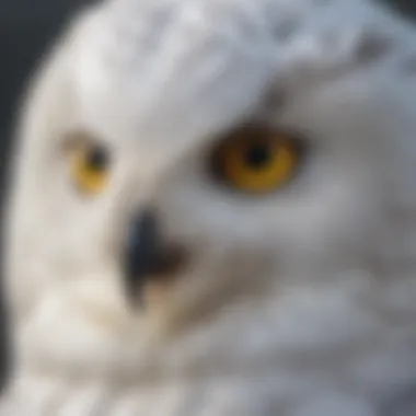 The Captivating Gaze of the Snowy Owl Close-up of a snowy owl's striking yellow eyes