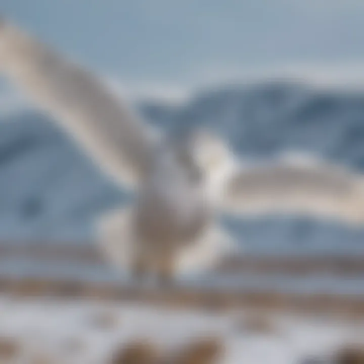 Snowy owl in flight against a winter landscape