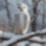Snowy owl perched on a snow-covered branch
