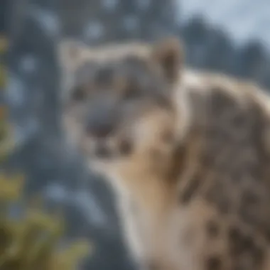 Impact of Climate Change on Snow Leopard Habitat Climate change effects on mountainous ecosystems