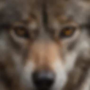 Close-Up of Timber Wolf's Eyes Close-up of a timber wolf's striking eyes and facial features