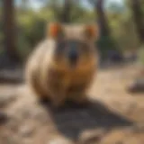 Majestic Quokka in Natural Habitat