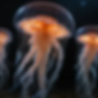 Bioluminescent Beauty of Jellyfish Night Dance