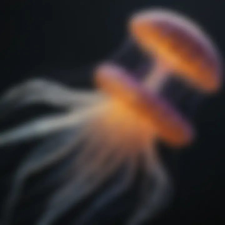 Vibrant Chrysaora Jellyfish pulsating with glowing tentacles