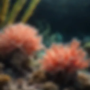 Vibrant Coral Reefs in Florida Keys Vibrant Coral Reefs in Florida Keys