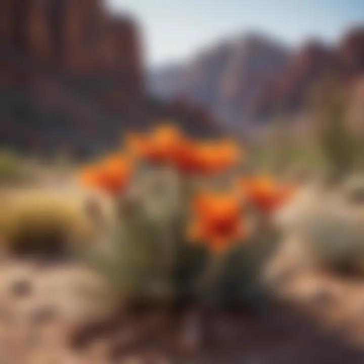 Vibrant Desert Blooms in Arizona