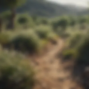 Vibrant Flora and Fauna in Spanish Countryside