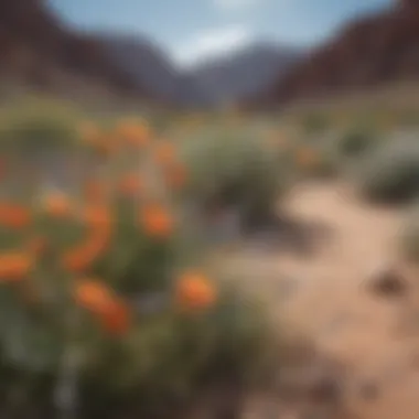 Vibrant Wildflowers Blooming in Desert Oasis