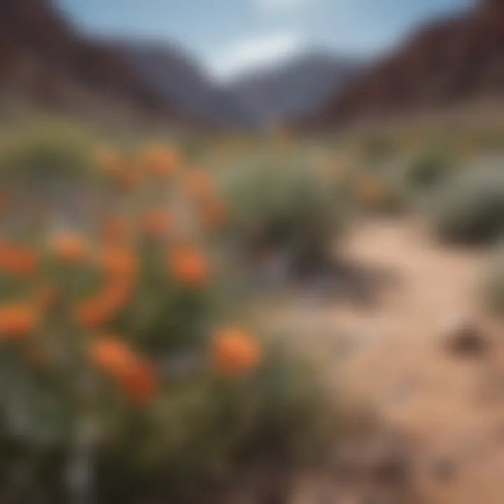 Vibrant Wildflowers Blooming in Desert Oasis