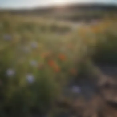 Vibrant wildflowers at Gypsum Hills Scenic Byway